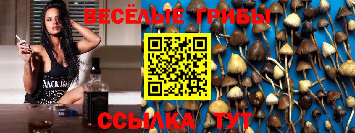 купить наркоту  Галлюциногенные грибы Magic Shrooms  Вход с VPN  Псилоцибиновые грибы Cubensis  Осинники 