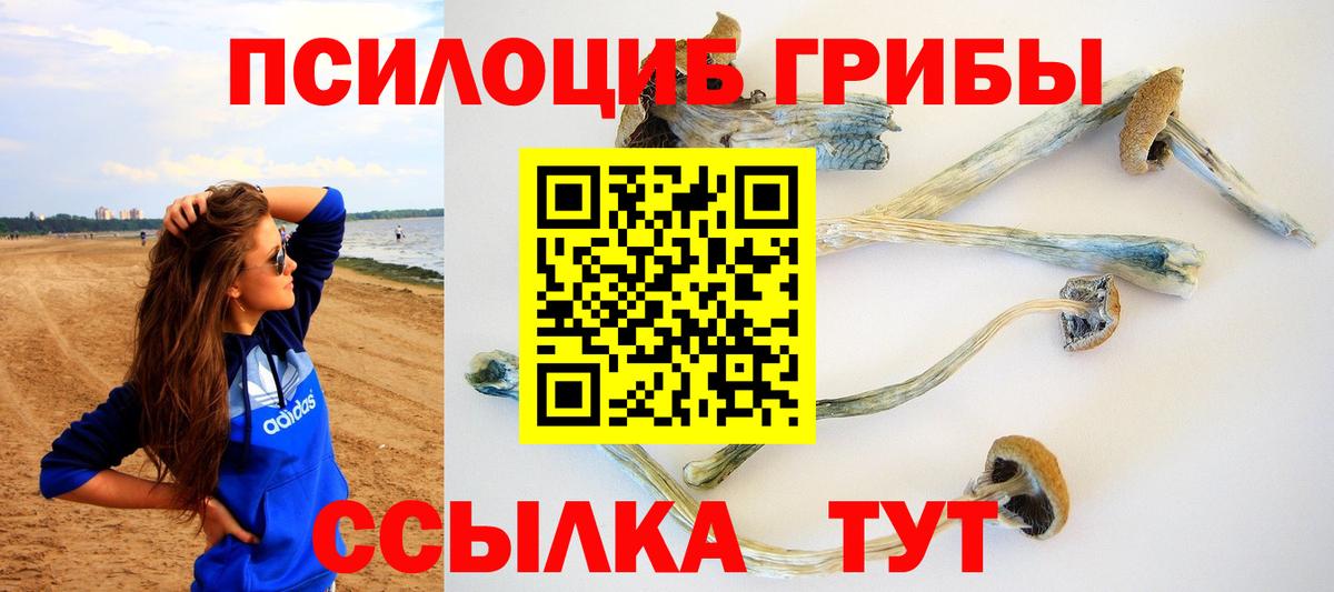 Псилоцибиновые грибы Cubensis Осинники